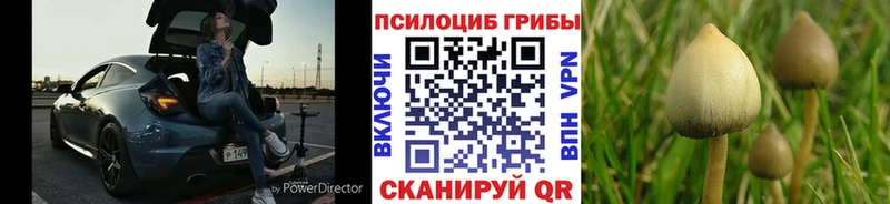 kraken как зайти  Удачный  Псилоцибиновые грибы Psilocybe 